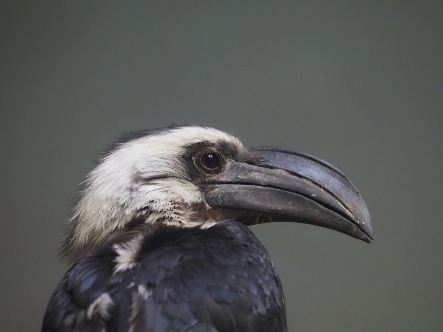 Von Der Decken's Hornbill Female 1
