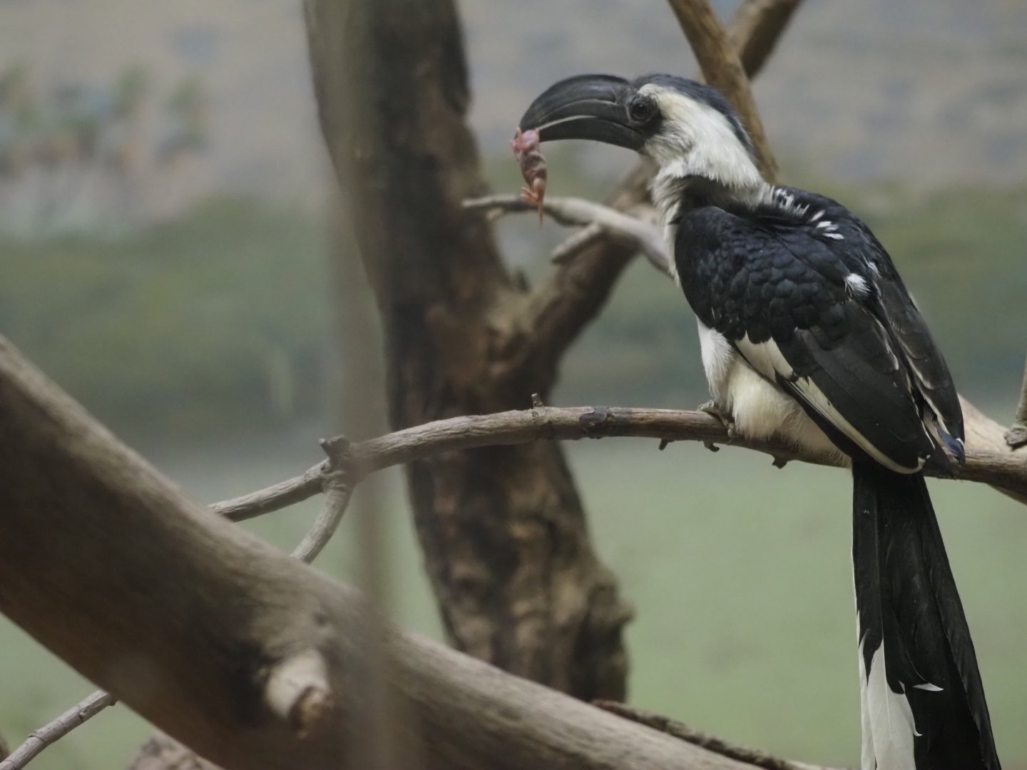 Von Der Decken's Hornbill Female 2