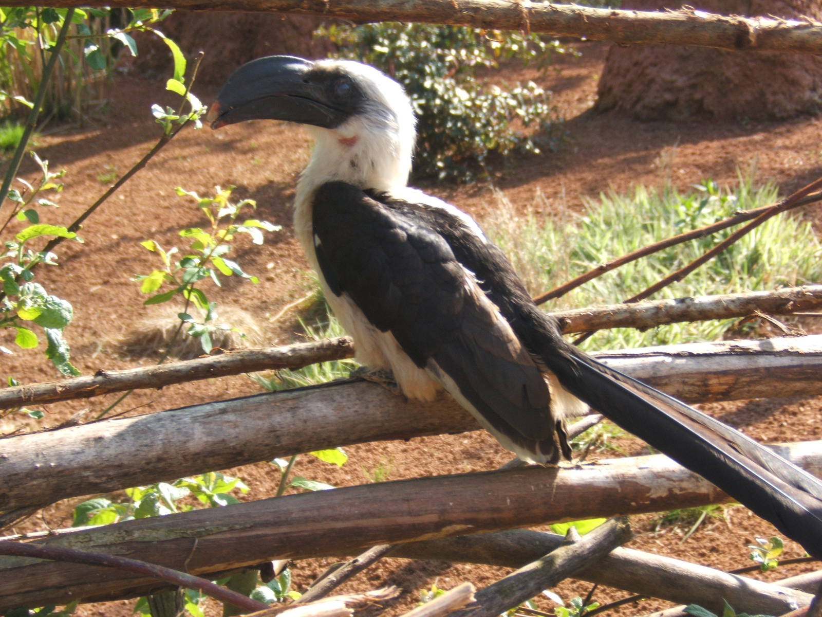Von der Deckens Hornbill female