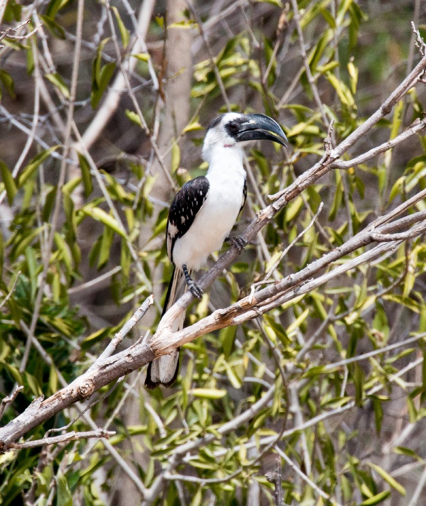 Von der Deckens Hornbill female