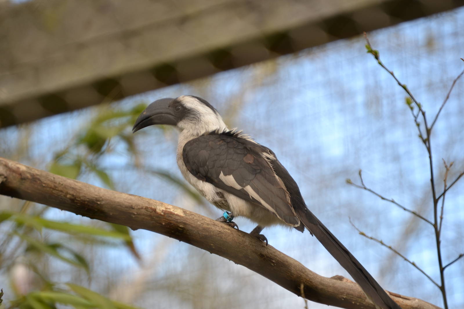 Von der Deckens Hornbill female
