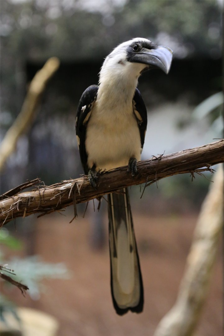 Von Der Decken's Hornbill Female