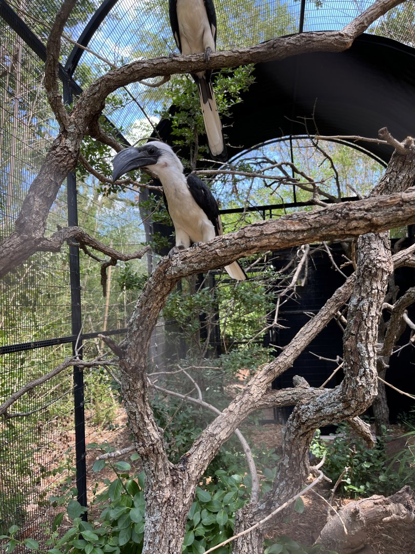 Von der Decken's Hornbill female