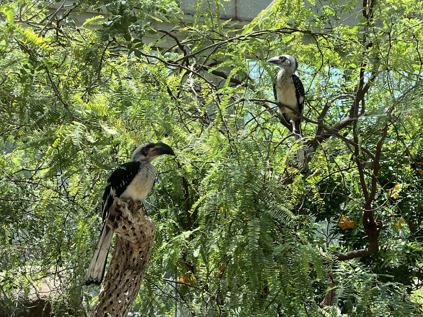 Von der Decken’s Hornbill Fledglings