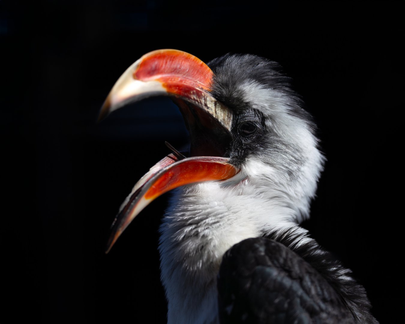 Von der Decken's Hornbill / Hamerton / 22-9-25