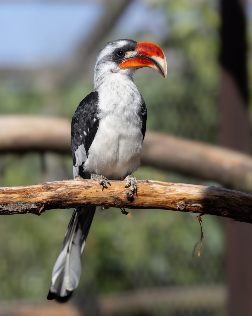 Von der Decken's Hornbill / Hamerton / 22-9-25