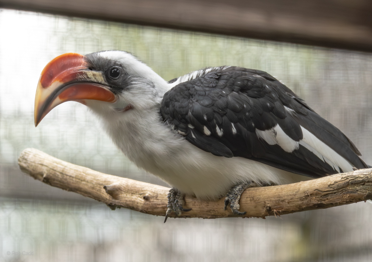 Von der Decken's hornbill : Hamerton : 27 Jul 2025