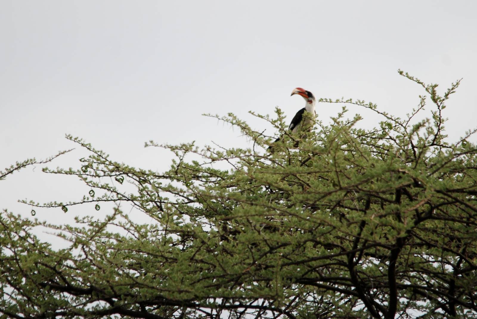 Von der Decken's Hornbill in Awash NP, 12/10/14