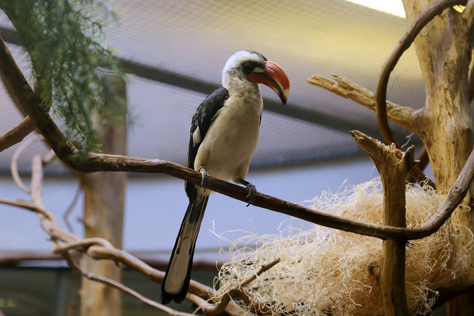 Von der Decken's Hornbill, January 2018
