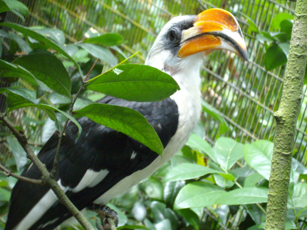 Von der Decken's Hornbill, Jurong BirdPark