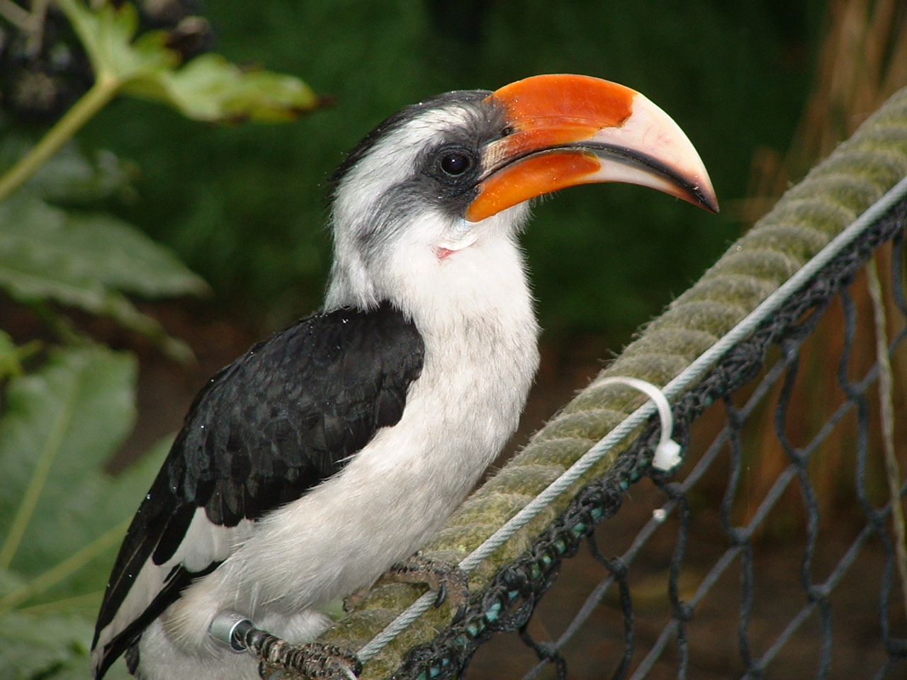 Von der Deckens Hornbill - London Zoo 2008
