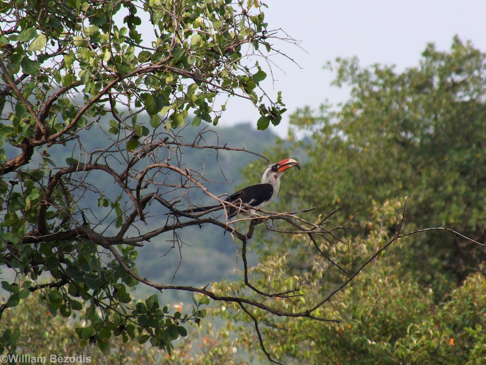 Von Der Decken's Hornbill - Maasai Mara