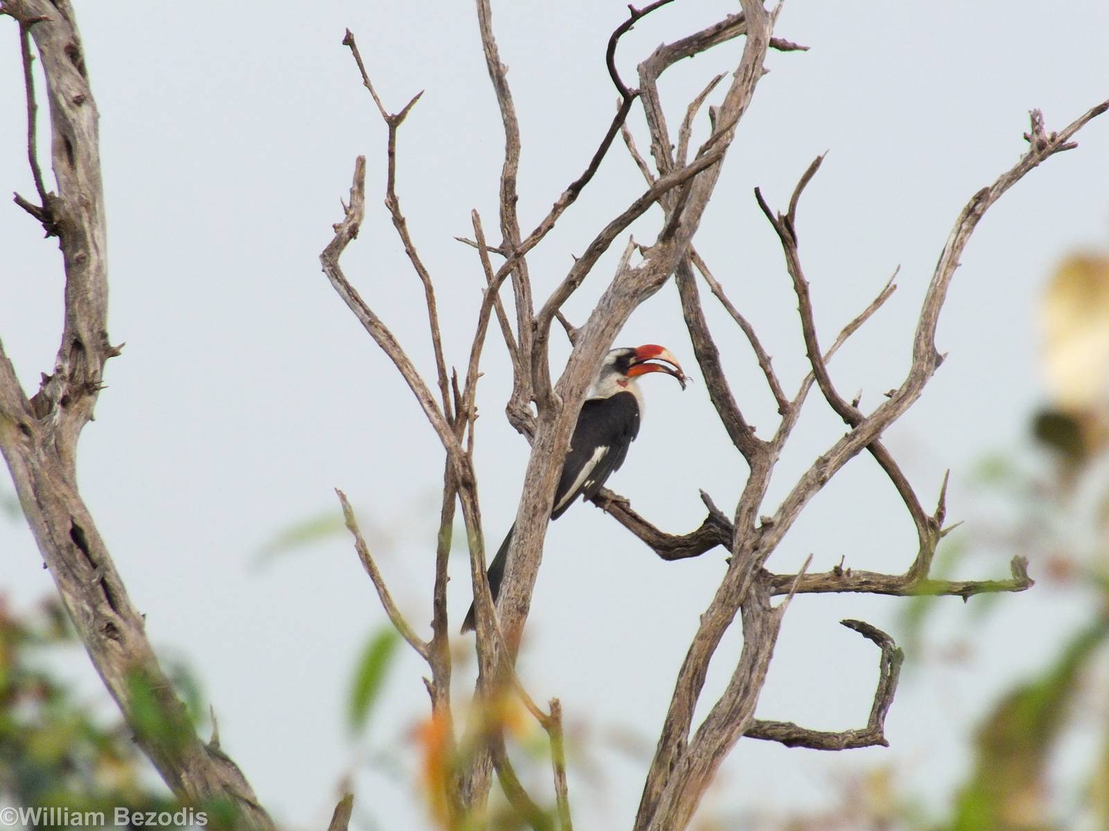 Von Der Decken's Hornbill - Maasai Mara
