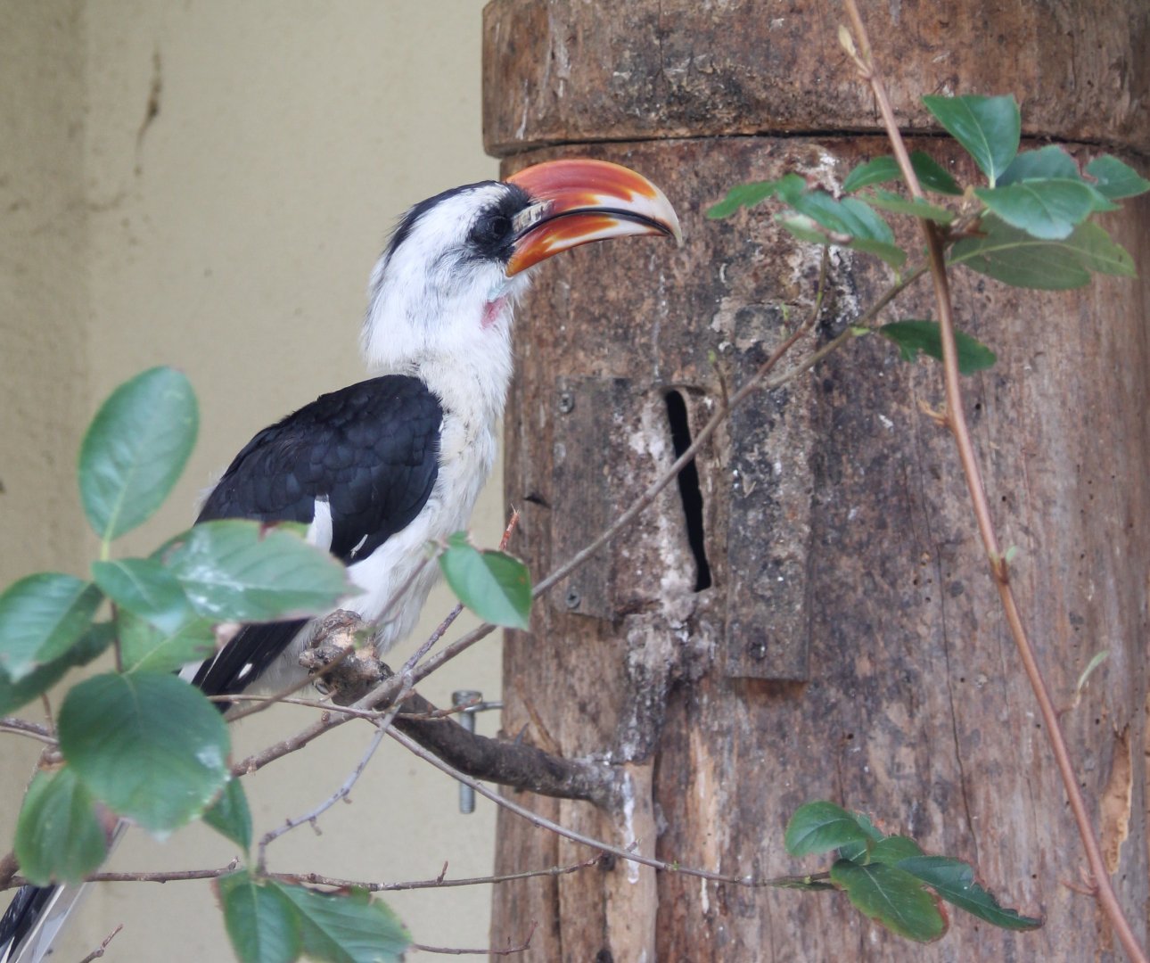 Von der Decken's hornbill-male at sealed nest