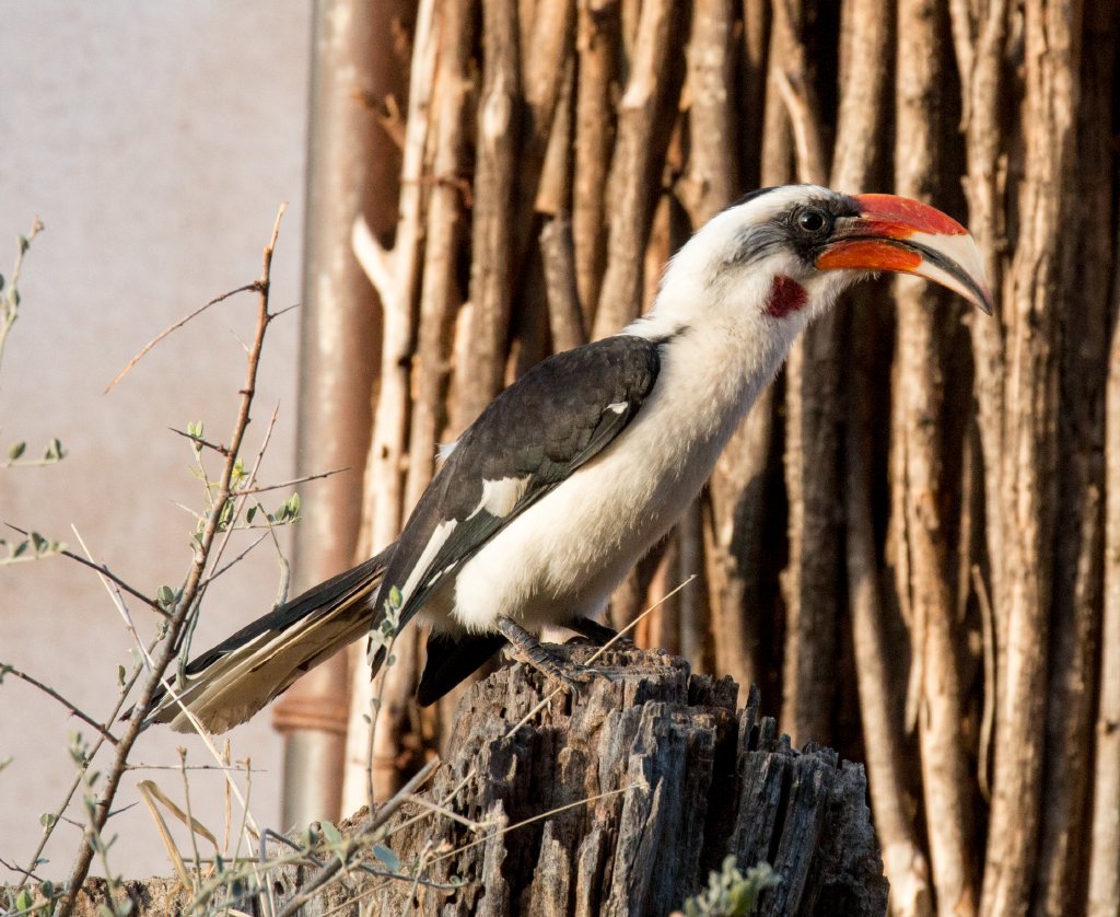 Von der Deckens Hornbill male