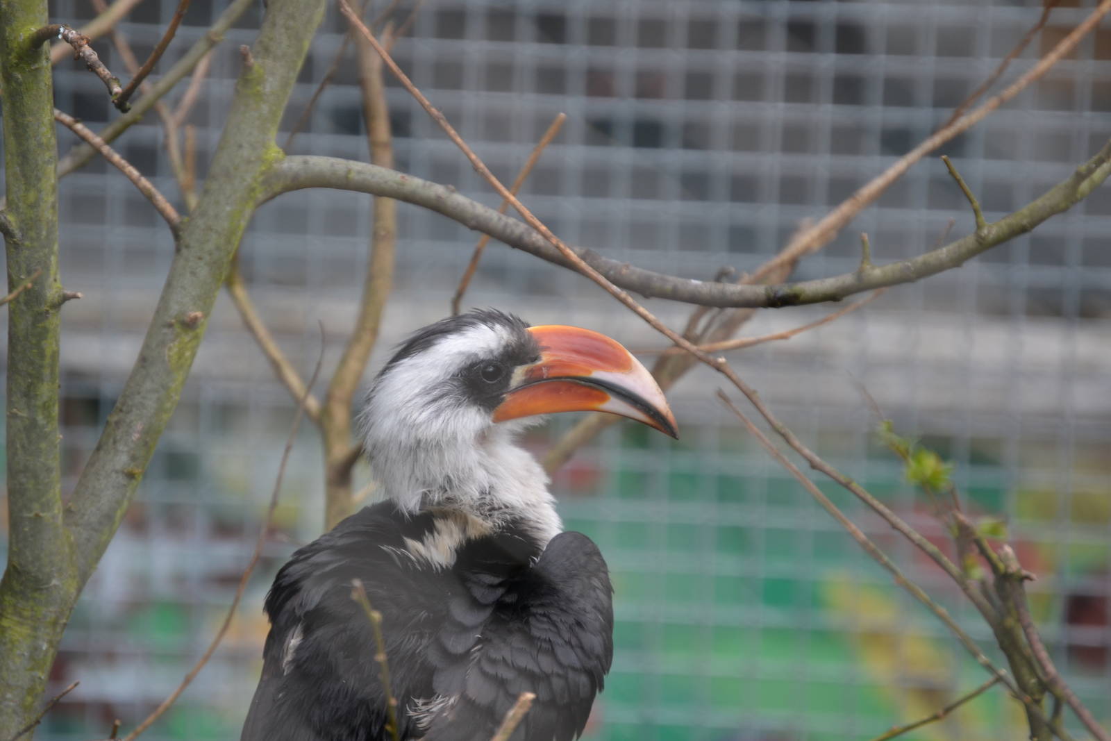 Von der Deckens Hornbill male