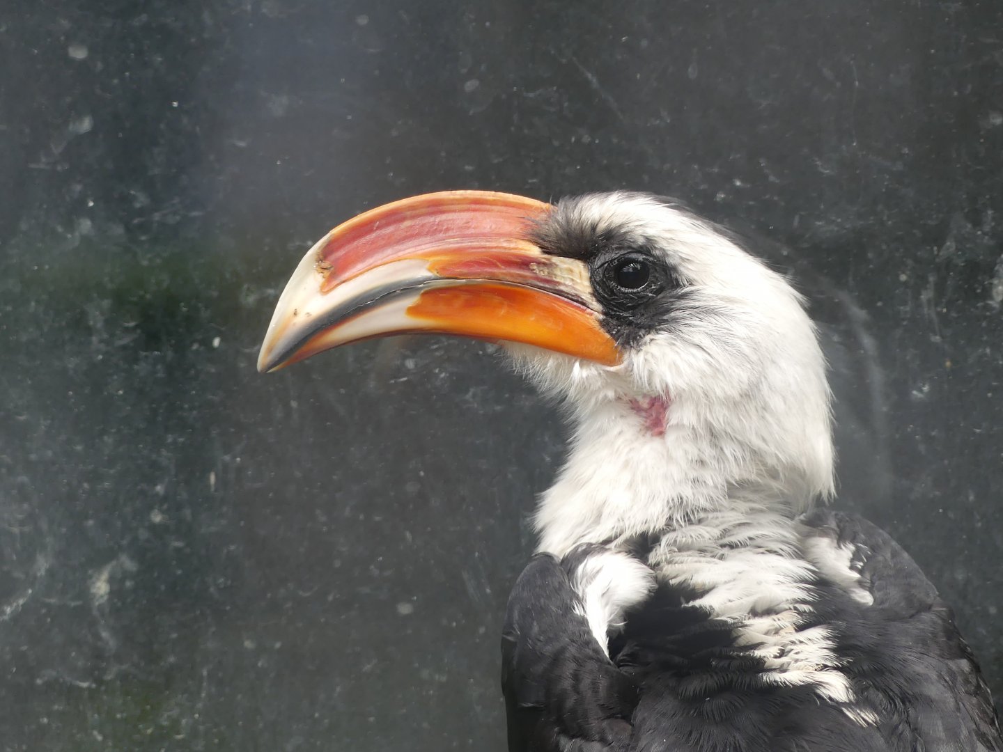 Von Der Decken's Hornbill (male)