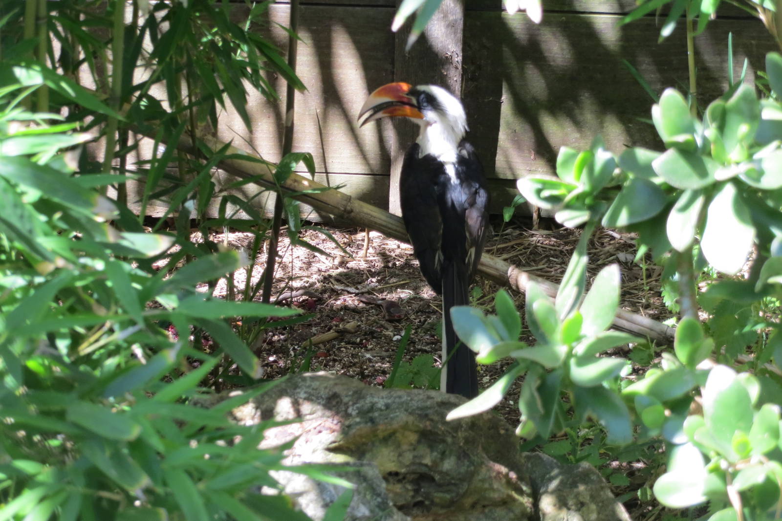 Von der Deckens Hornbill May 2014