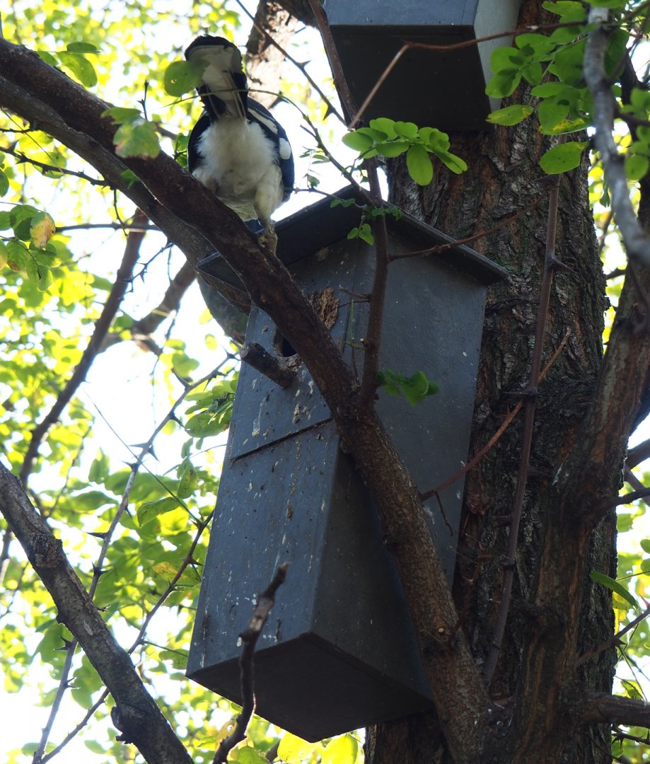 Von der Decken's hornbill nesting box, 2020-09-20