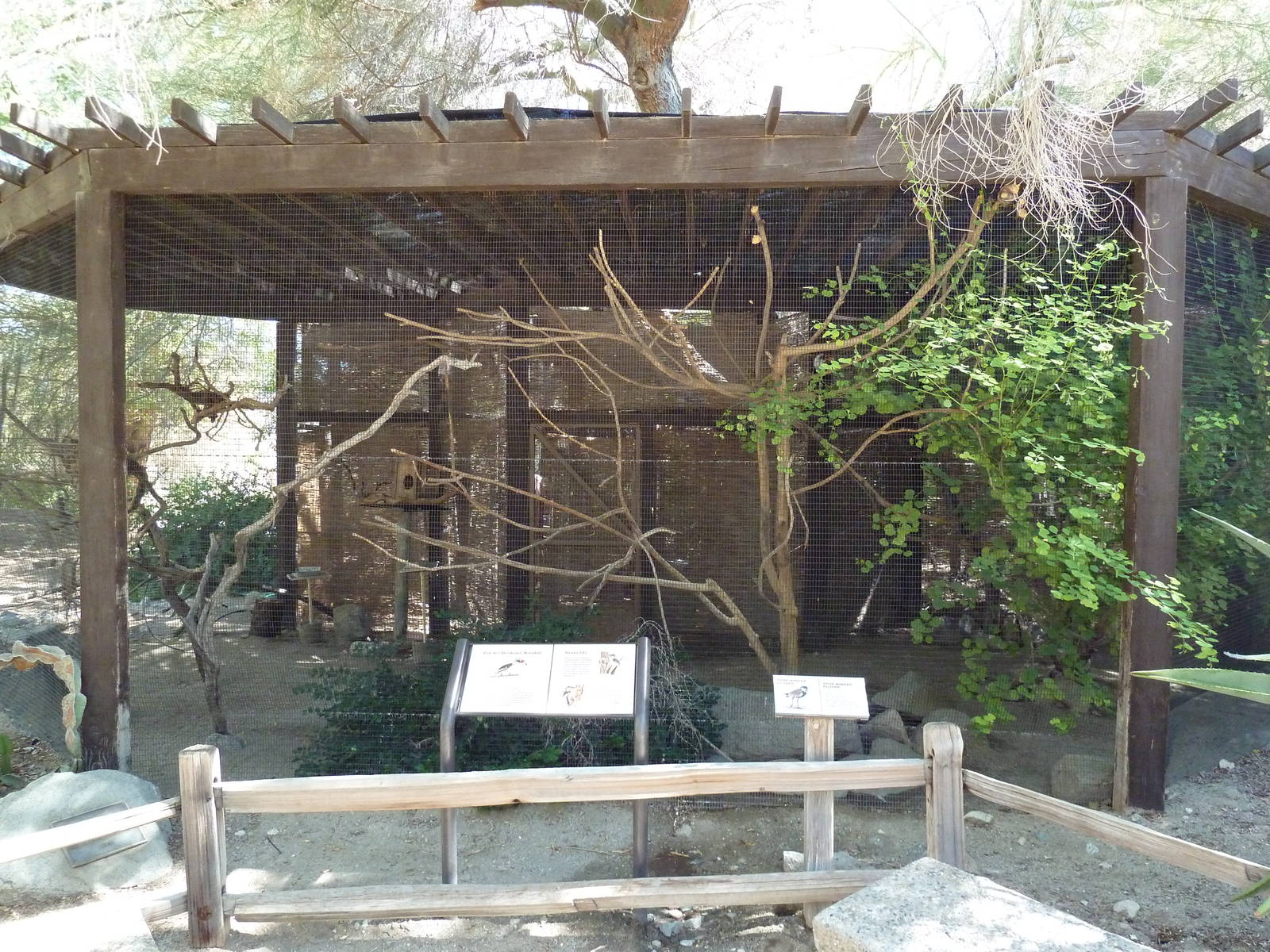 Von Der Decken's Hornbill/Spur-Winged Plover Exhibit