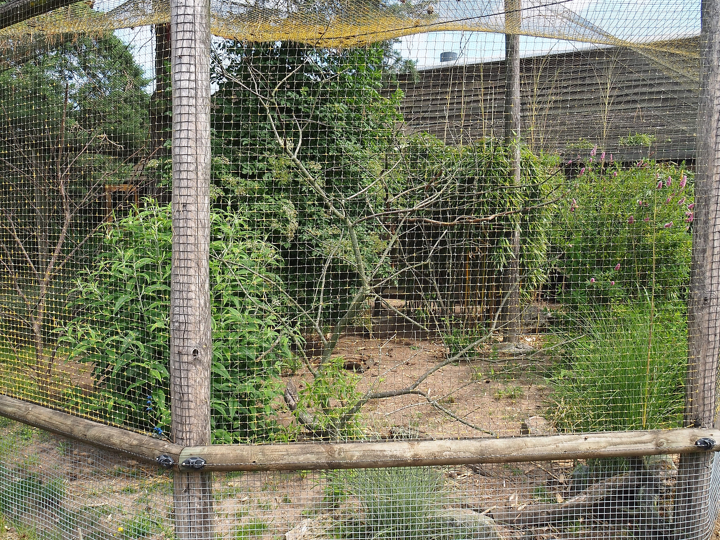 Von der Decken's hornbill, Superb starling and Yellow-necked francolin aviary, 2022-06-12