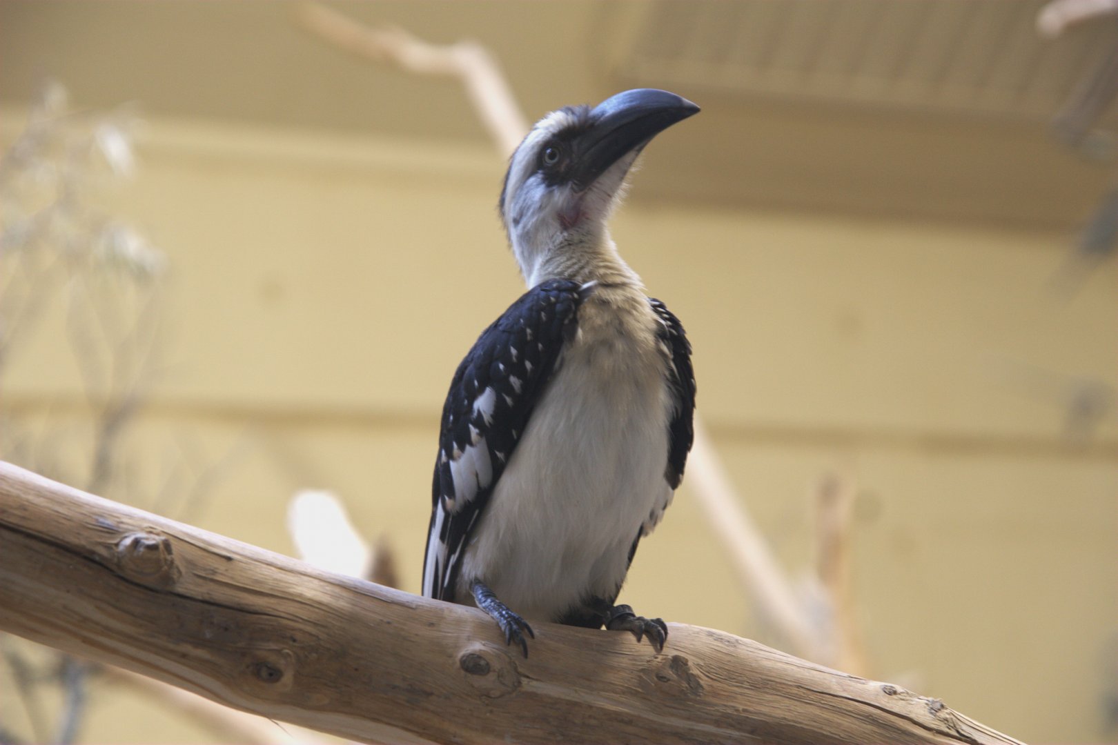 Von Der Decken's Hornbill (Tockus deckeni), 10-09-25