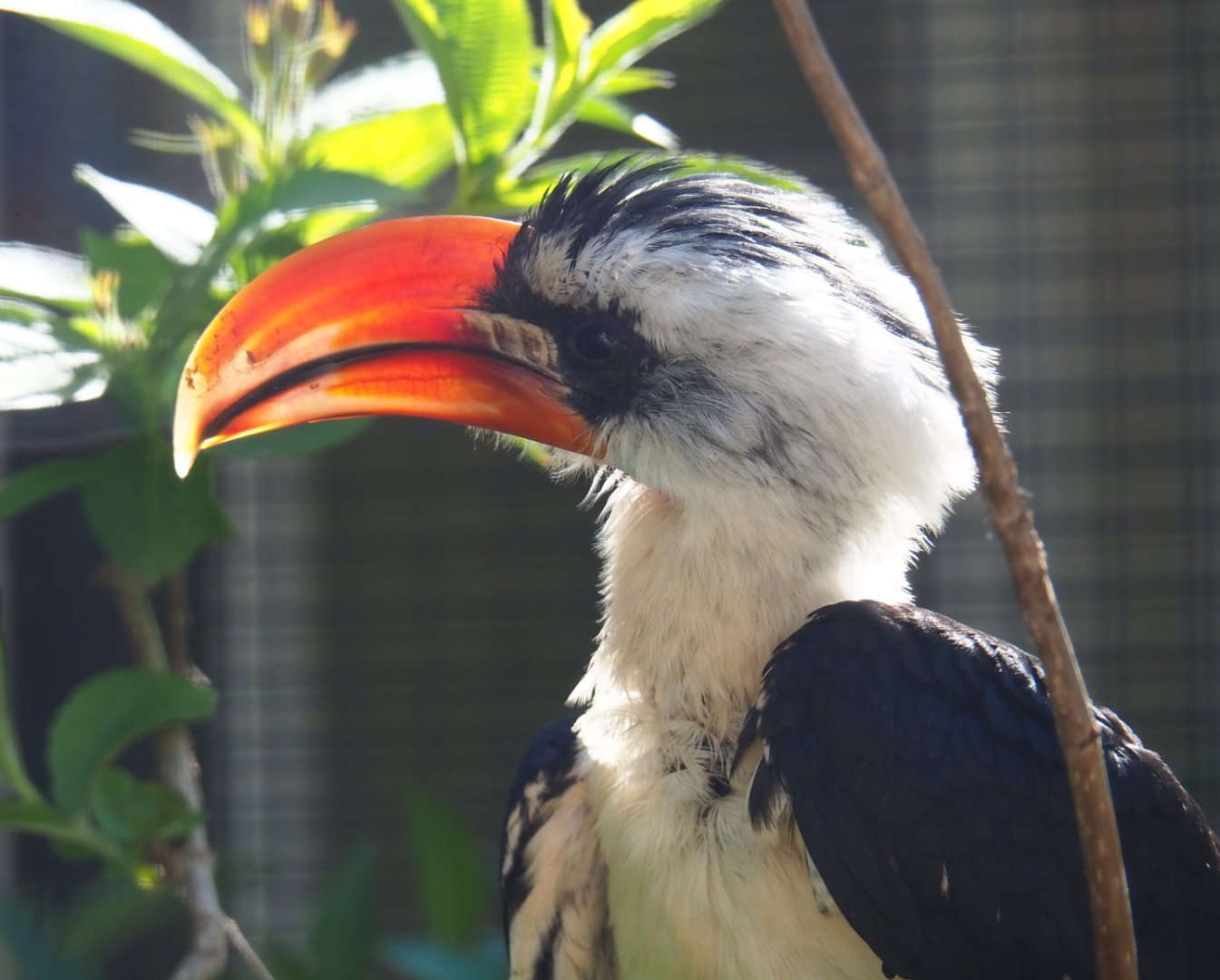 Von der Decken's hornbill (Tockus deckeni), 2019-04-20