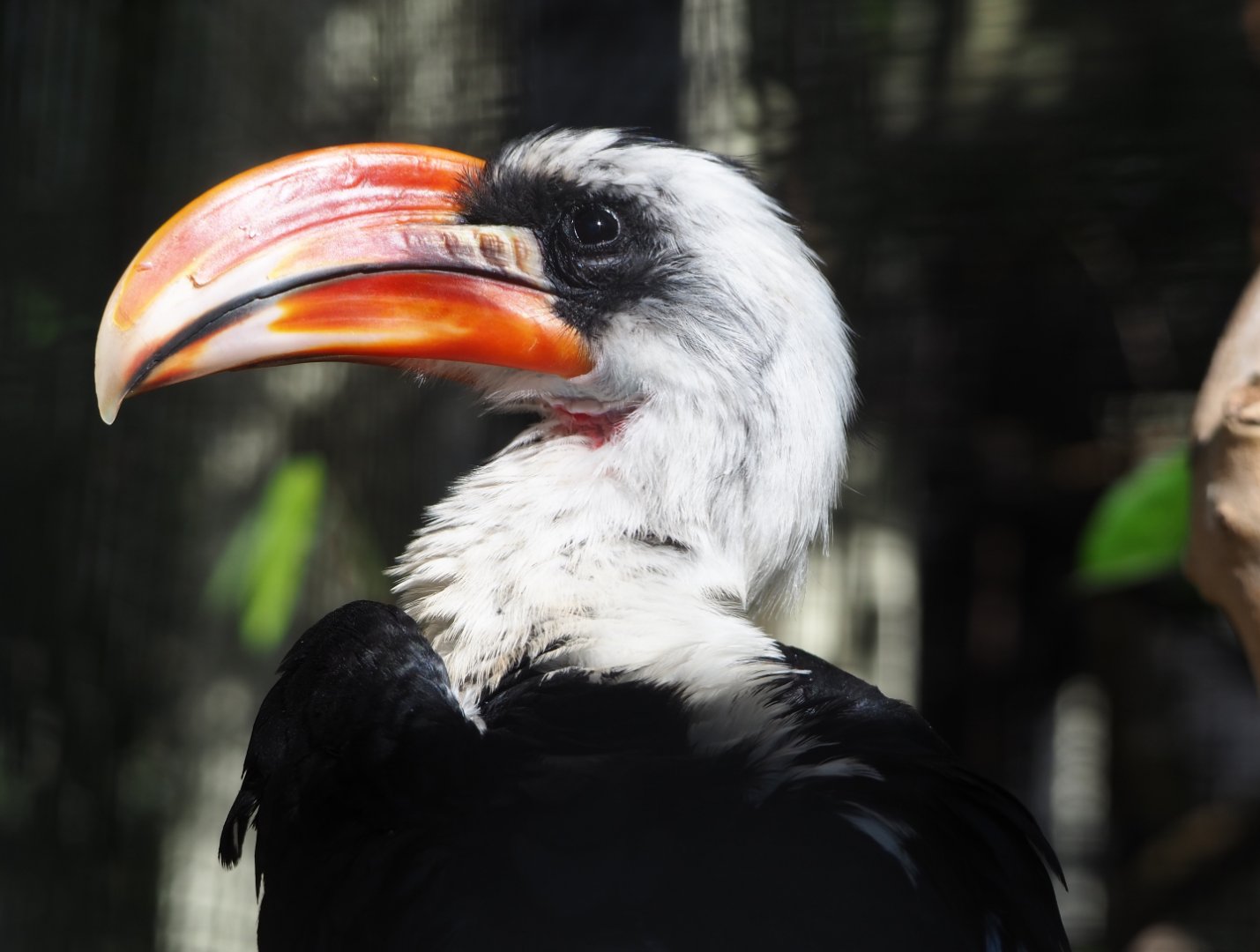 Von der Decken's hornbill (Tockus deckeni), 2019-09-21