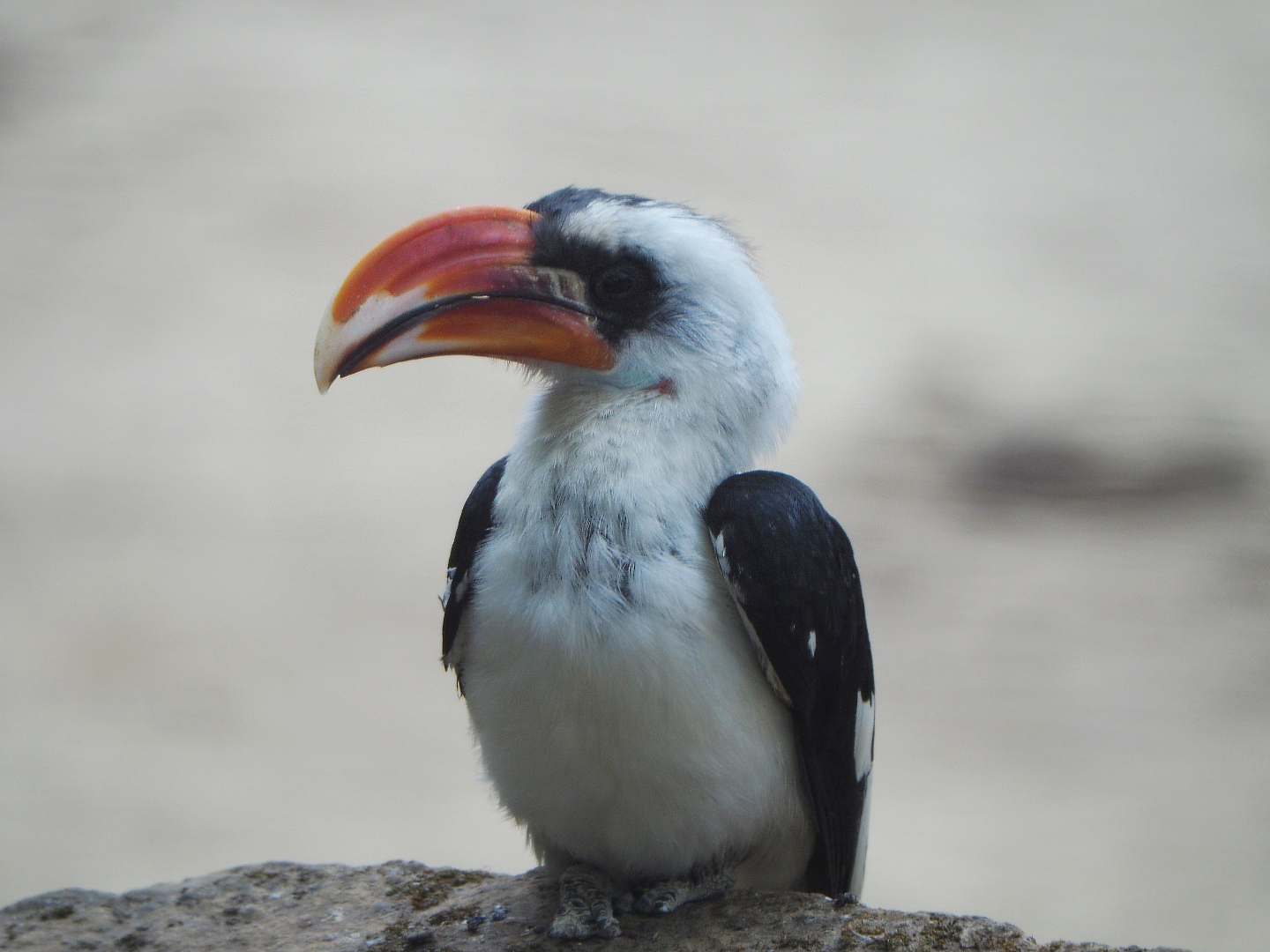 Von der Decken's hornbill (Tockus deckeni), 2020-05-24