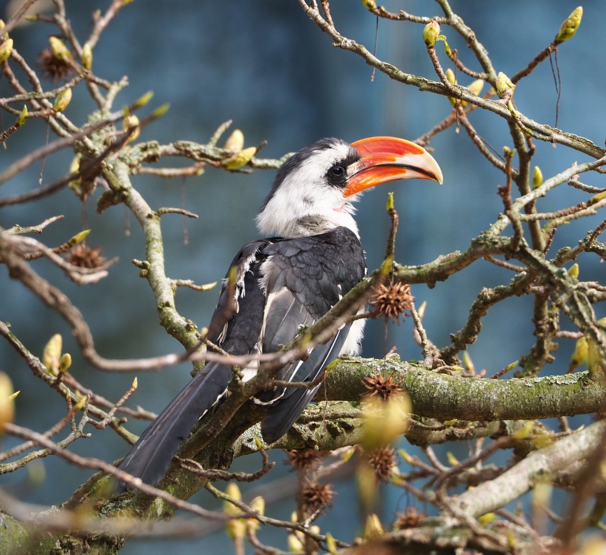 Von der Decken's hornbill (Tockus deckeni), 2022-03-16