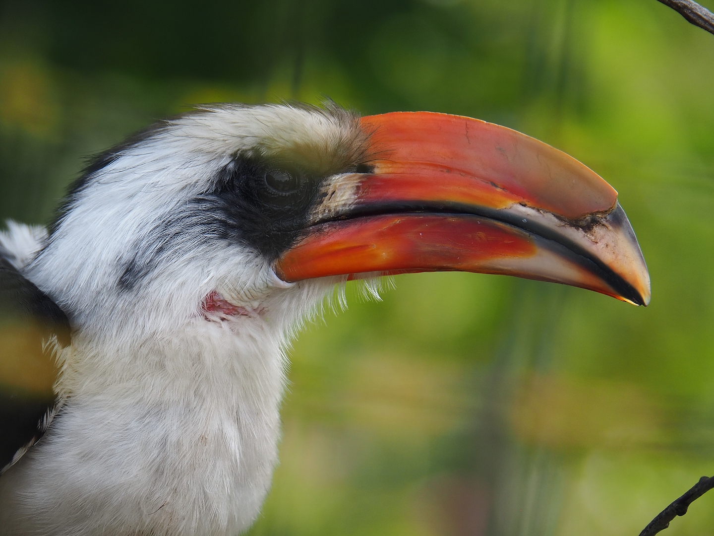 Von der Decken's hornbill (Tockus deckeni), 2022-06-12