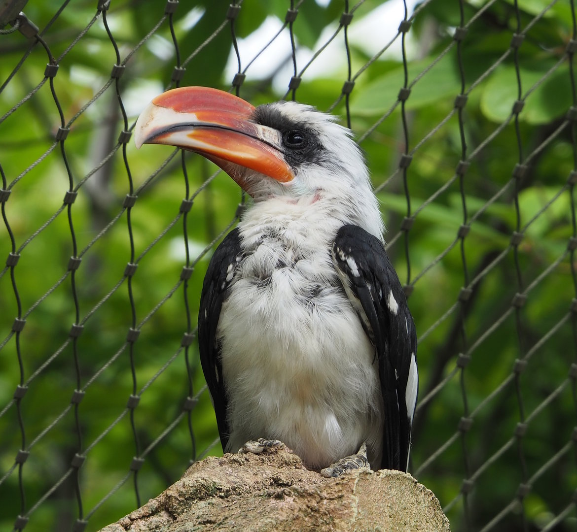 Von der Decken's hornbill (Tockus deckeni), 2022-07-10