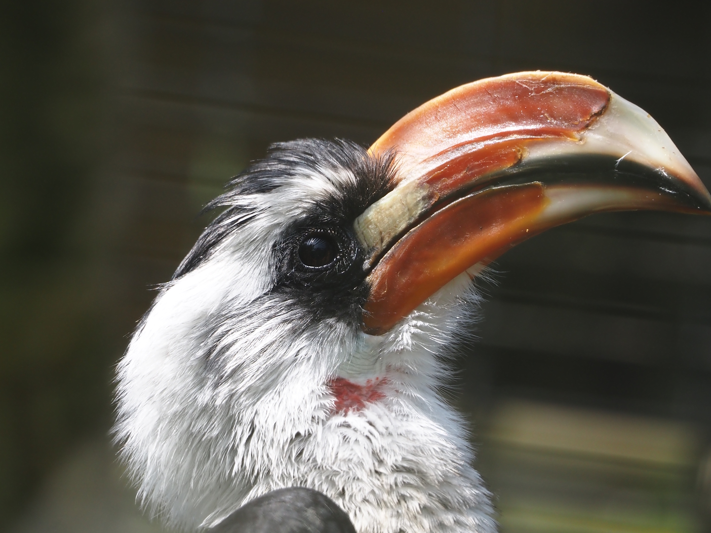 Von der Decken's hornbill (Tockus deckeni), 2024-05-11