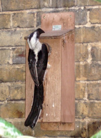 Von der Decken's Hornbill (Tockus deckeni)