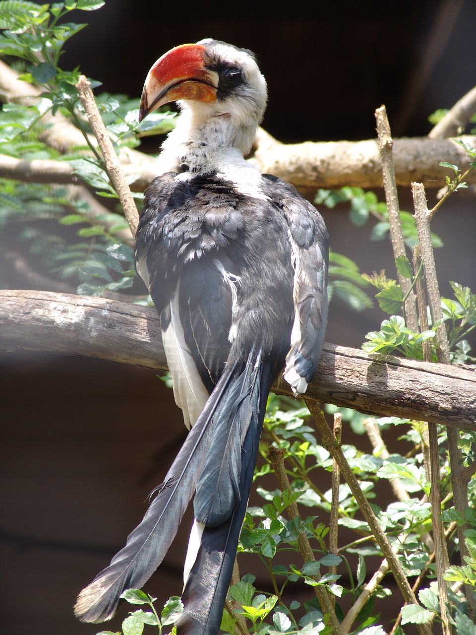 Von der Decken's Hornbill (Tockus deckeni)
