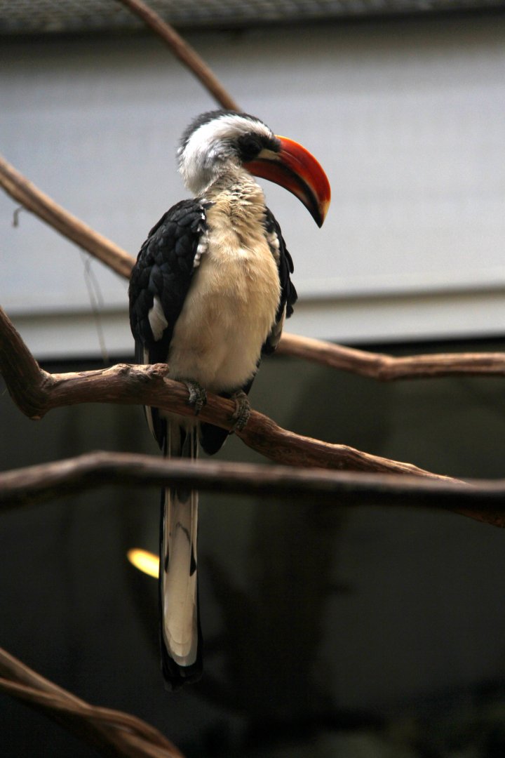 Von der Decken's hornbill (Tockus deckeni)