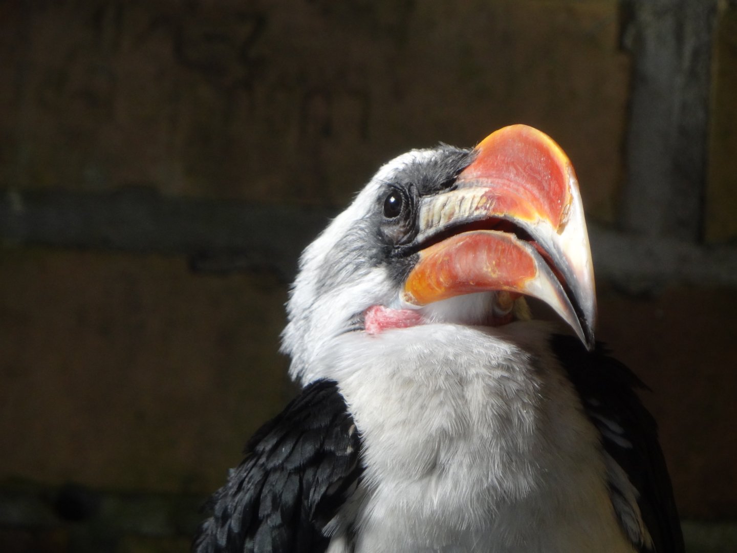 Von der Decken's hornbill (Tockus deckeni)