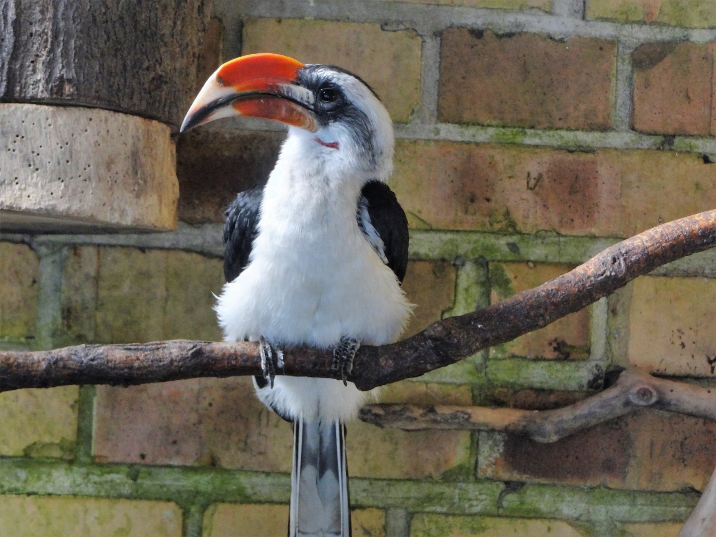 Von der Decken's hornbill (Tockus deckeni)