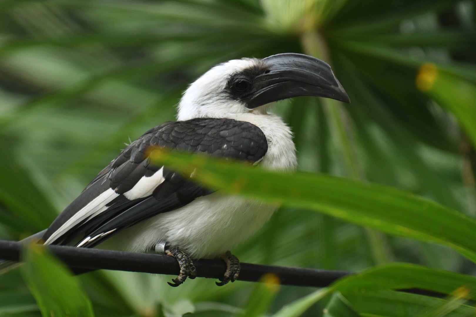 Von der Decken's Hornbill Tockus deckeni