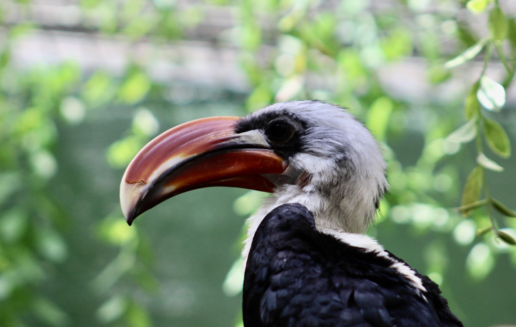 Von der Decken's Hornbill (Tockus deckeni)