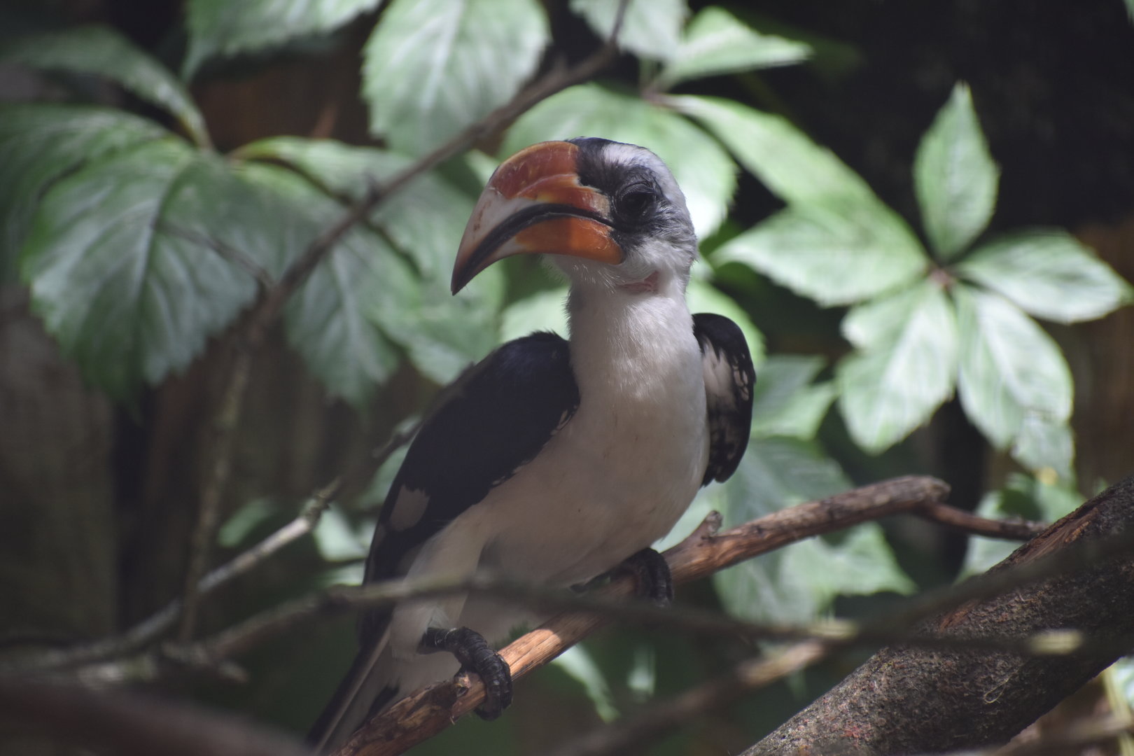 Von der Decken's Hornbill - Tockus deckeni