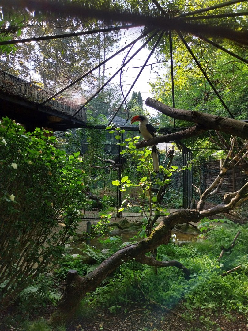 Von der Decken's hornbill (Tockus deckeni)