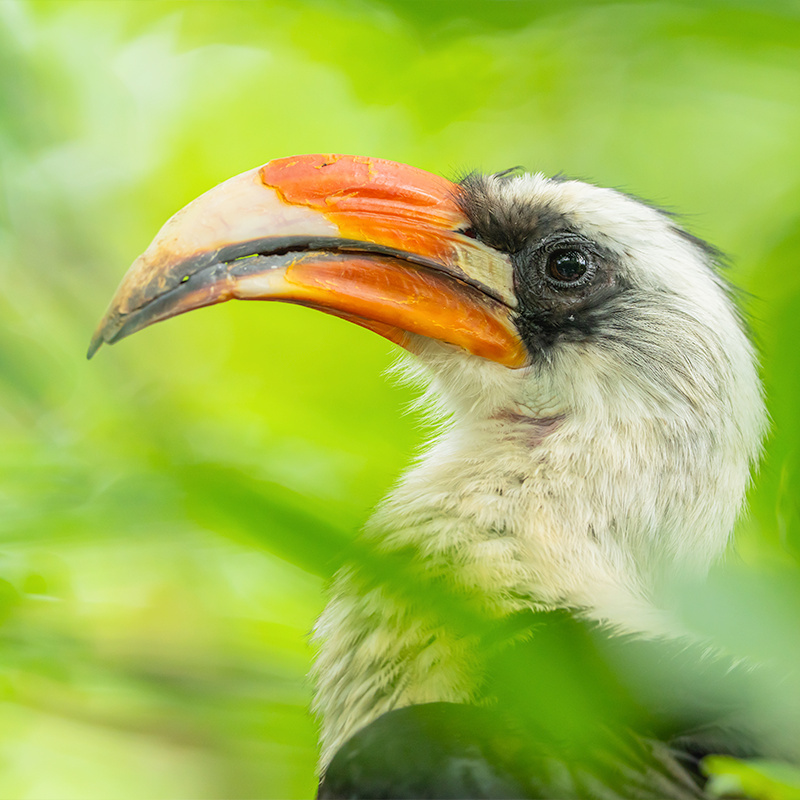 Von Der Decken's Hornbill (Tockus deckeni)