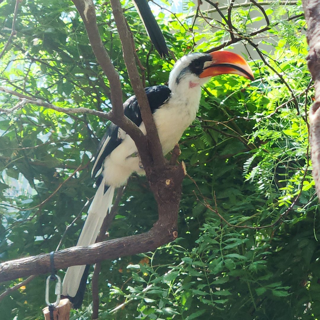 Von Der Decken's Hornbill (Tockus deckeni)