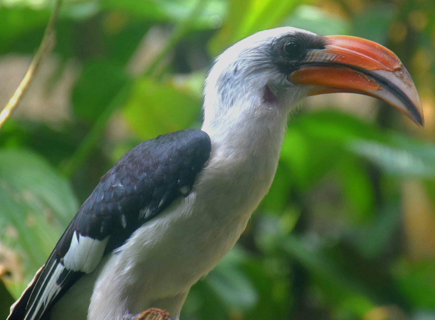 Von der Decken's Hornbill (Tockus deckeni)