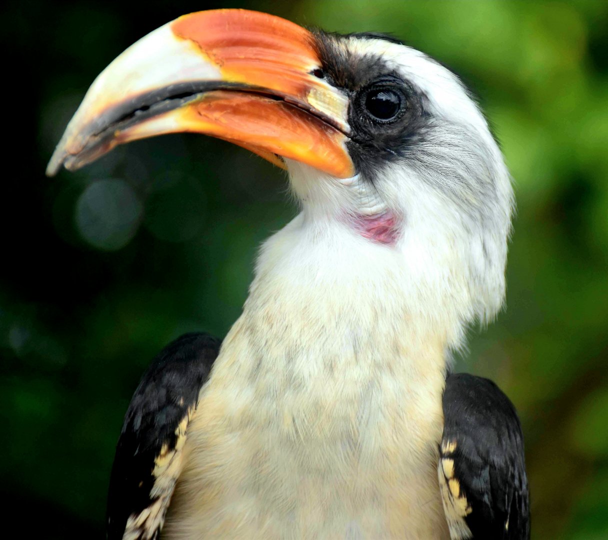 Von der Decken's Hornbill (Tockus deckeni)