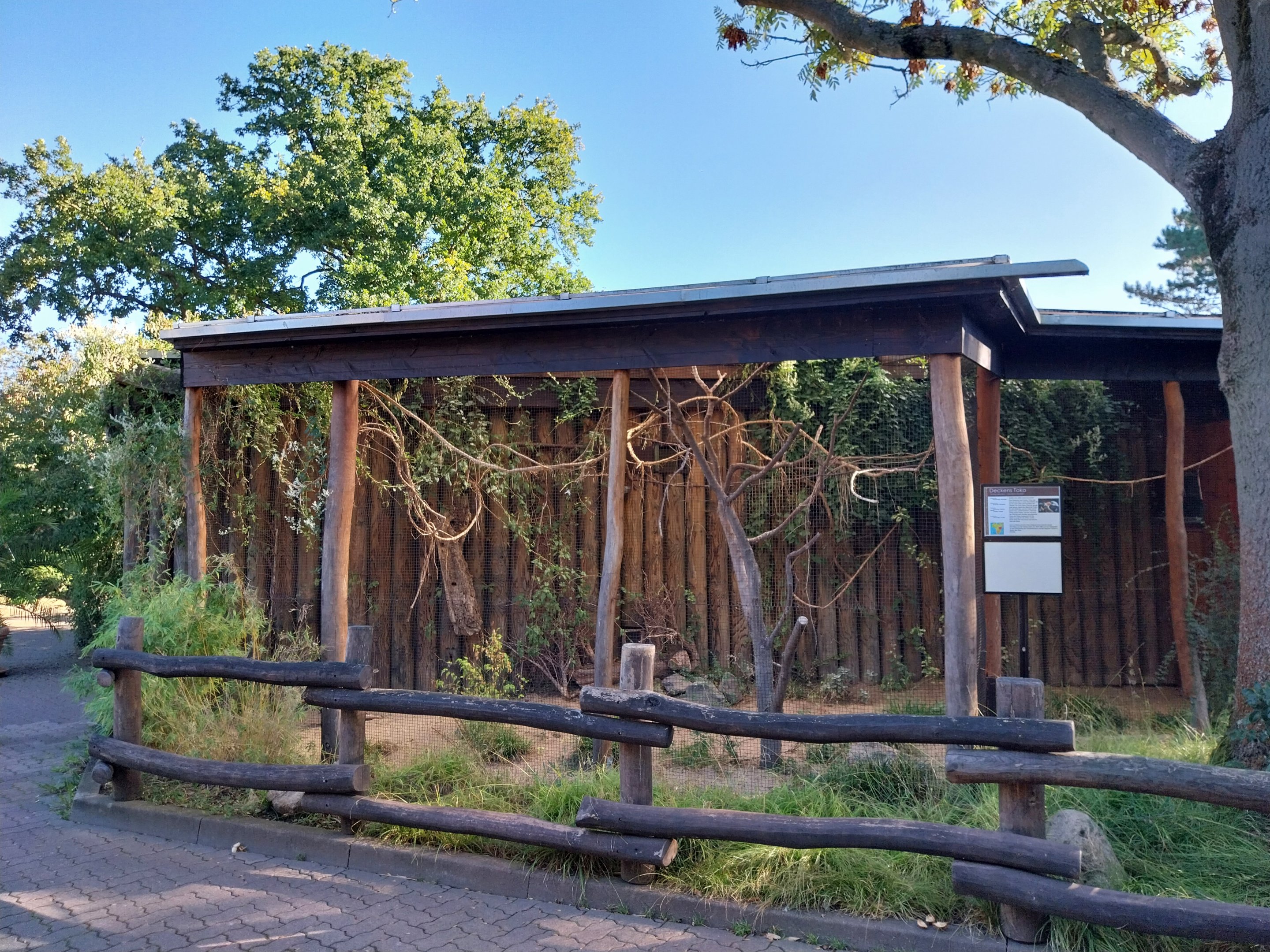 Von der Decken's Hornbill (Tockus deckeni)