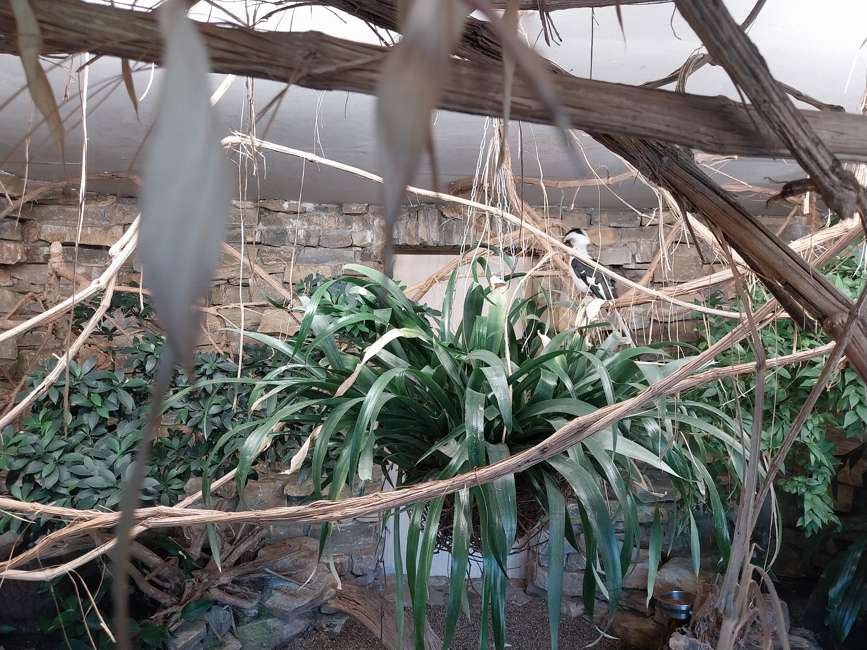 Von der Decken's Hornbill (Tockus deckeni)