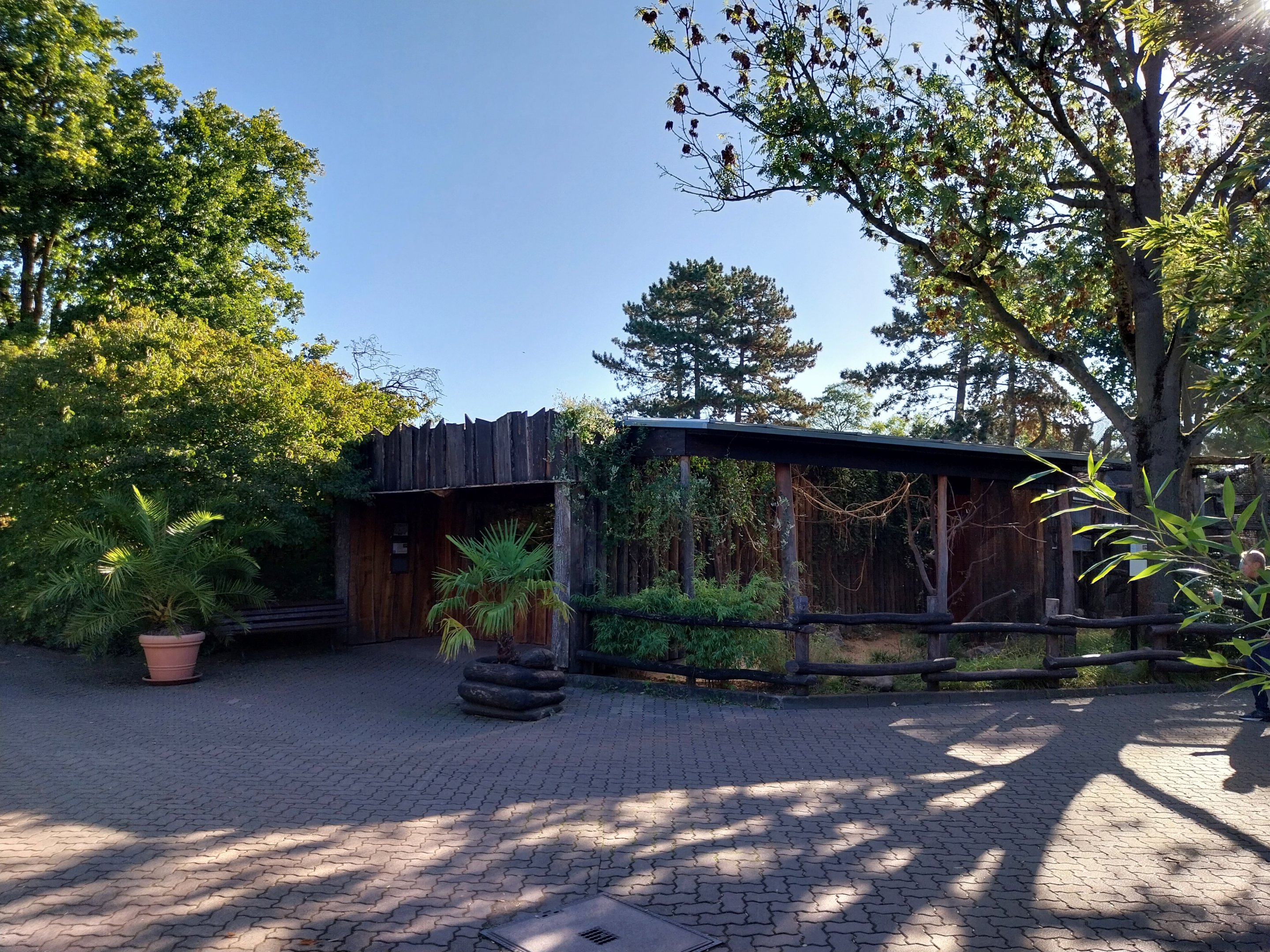 Von der Decken's Hornbill (Tockus deckeni)