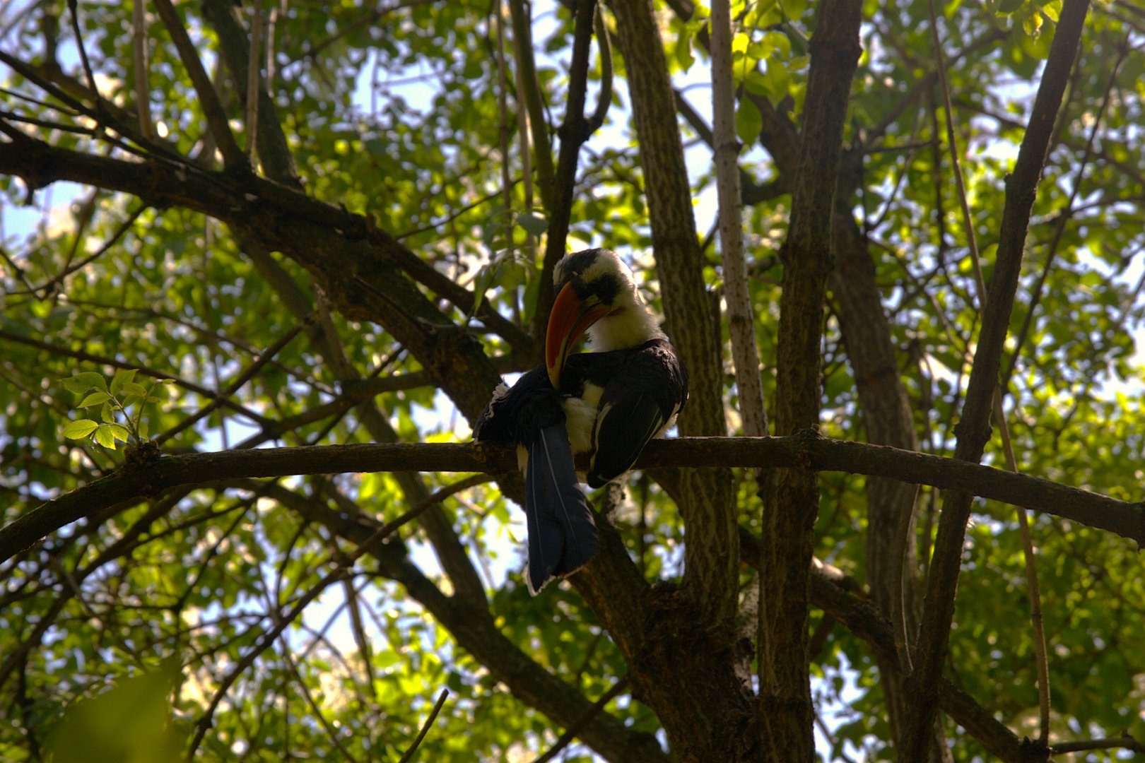 Von Der Decken's Hornbill (Tockus deckeni)